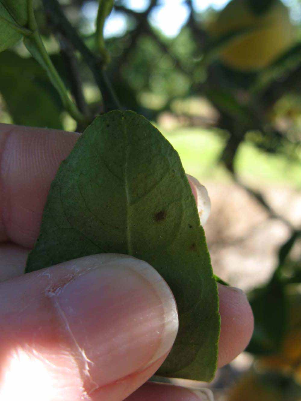              Margin (Winter Haven, FL)       